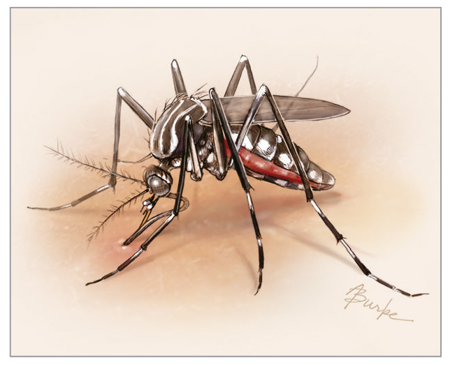 Alarmstufe Rot! 07.08.25   Frankreich: Steigende Zahlen Bei Chikungunya, Dengue Und West Nil Virus Fällen Alarmieren Behörden! - 3s881f2